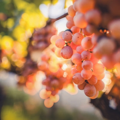 Grape school: Gewürztraminer