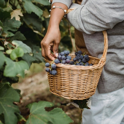Grape processing: from picking to sorting