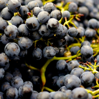 How winemakers measure grape ripeness