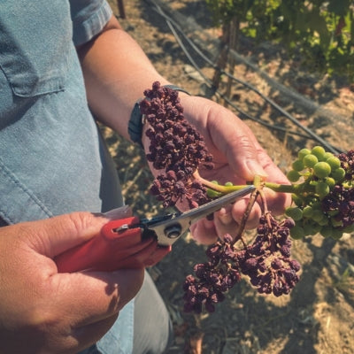 Vineyard threats: heat stress