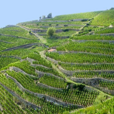 Discover Hermitage in six wines