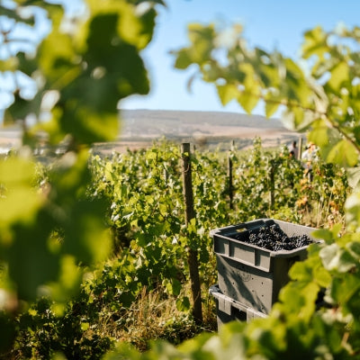 Expert view: Champagne houses prioritize harvest crew safety and well-being