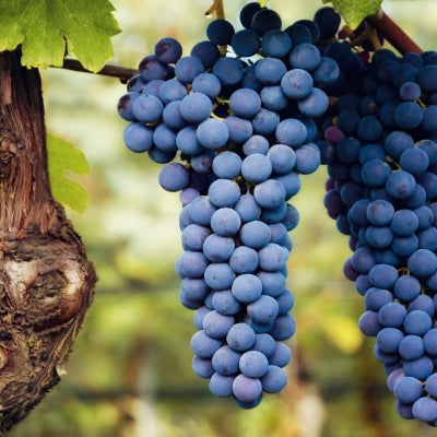 Nebbiolo: The Superstar Grape