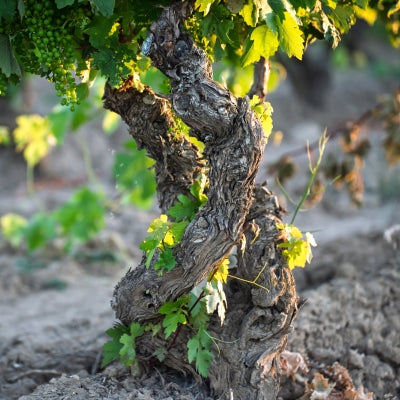 Why add old-vine wines to your cellar?