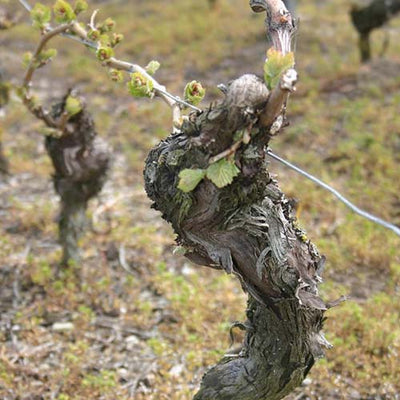 The Truth About Old Vines