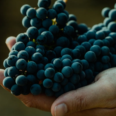 Let’s celebrate Cabernet Franc