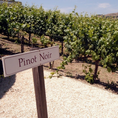 Grape School: Pinot Noir Part One