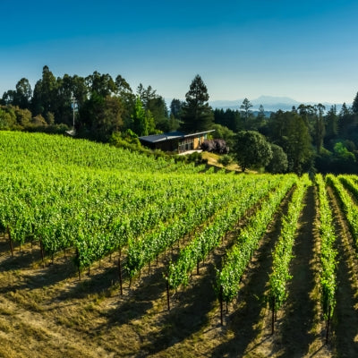 Grape School: Pinot Noir from Santa Rita Hills & the New World