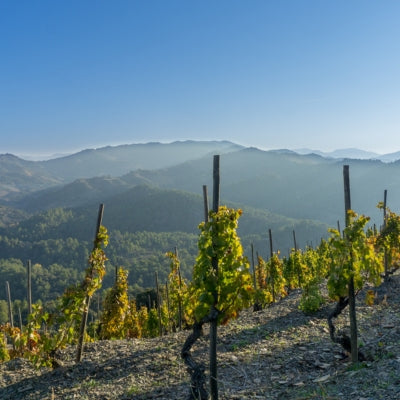 Priorat's Unique Terroir