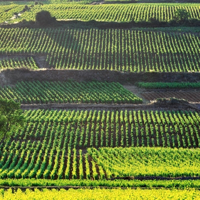 The magic of single-vineyard wine