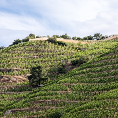 Not your ordinary Rhône