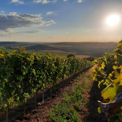 Liquid Gold part IV: What makes Tokaji extraordinary?