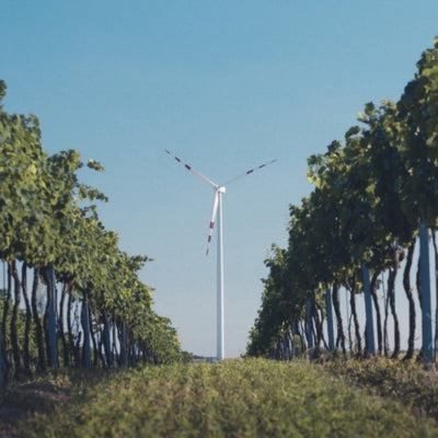 Vineyard threats: wind