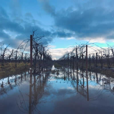 Vineyard threats: heavy rainfall & waterlogging