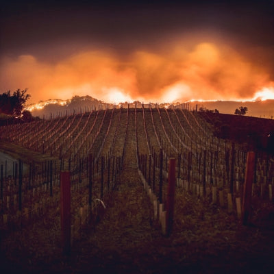 Vineyard threats: wildfires & smoke taint