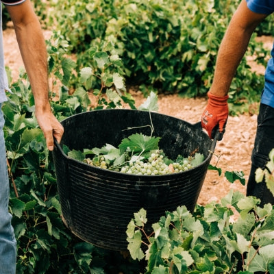 Does human intervention influence terroir?