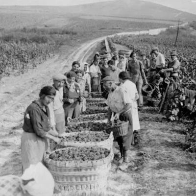 Wine and war: Five uplifting tales from the frontline